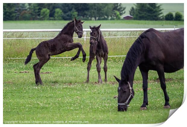Foals are playing in the pasture Print by Lubos Chlubny