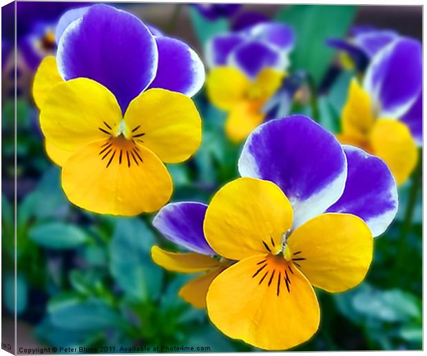 Pansy's Close-up Canvas Print by Peter Blunn