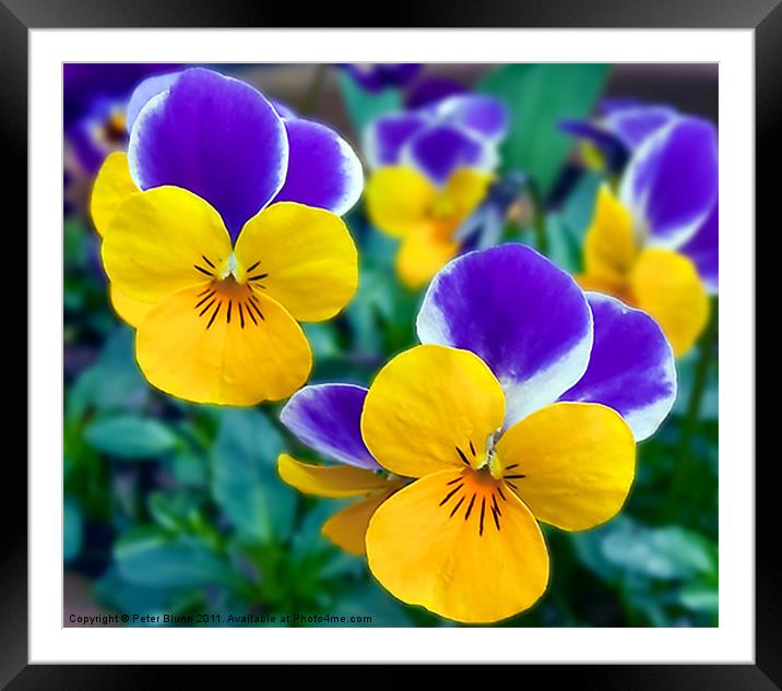 Pansy's Close-up Framed Mounted Print by Peter Blunn