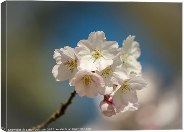 Spring Cherry Blossom Canvas Print by Simon Johnson