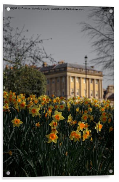Daffodils at the Royal Crescent Bath portrait  Acrylic by Duncan Savidge