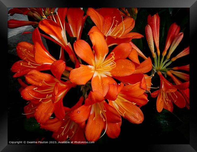 Vivid Orange Beauty Framed Print by Deanne Flouton