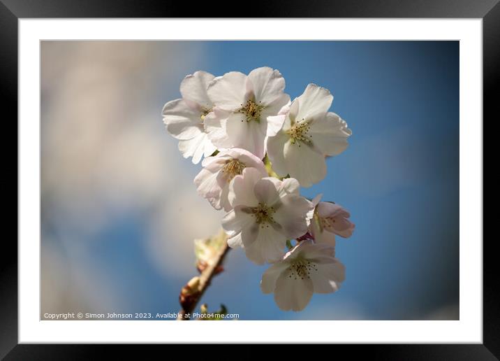 Plant flower Framed Mounted Print by Simon Johnson