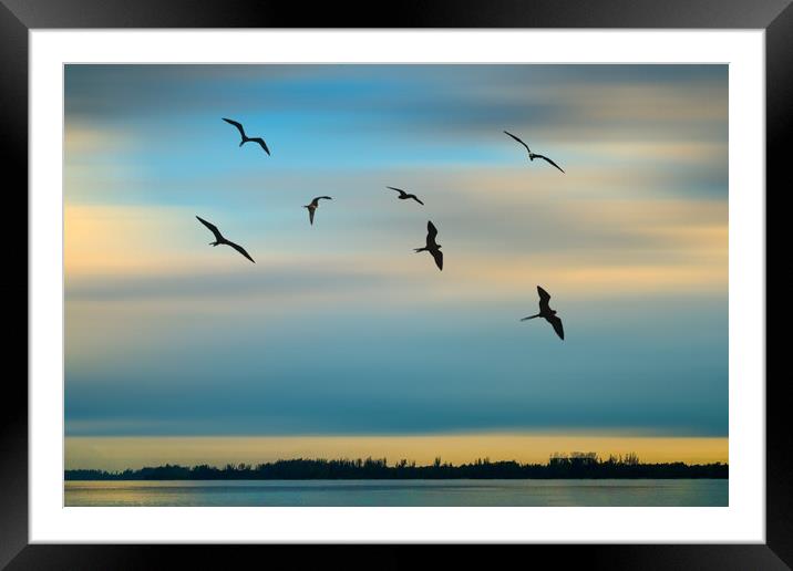 Frigate Birds Framed Mounted Print by Chris Lord