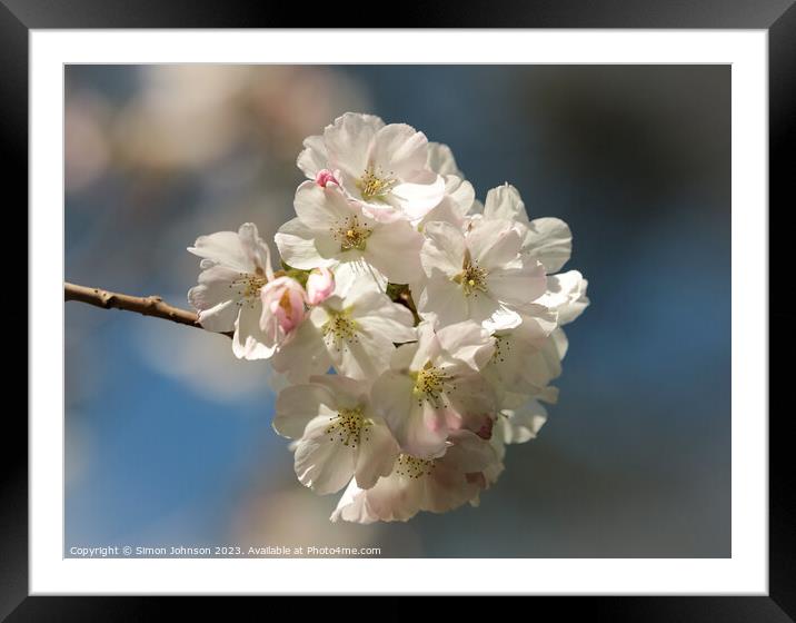 White Cherry Blossom  Framed Mounted Print by Simon Johnson