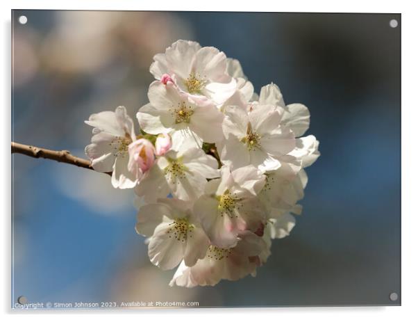 White Cherry Blossom  Acrylic by Simon Johnson