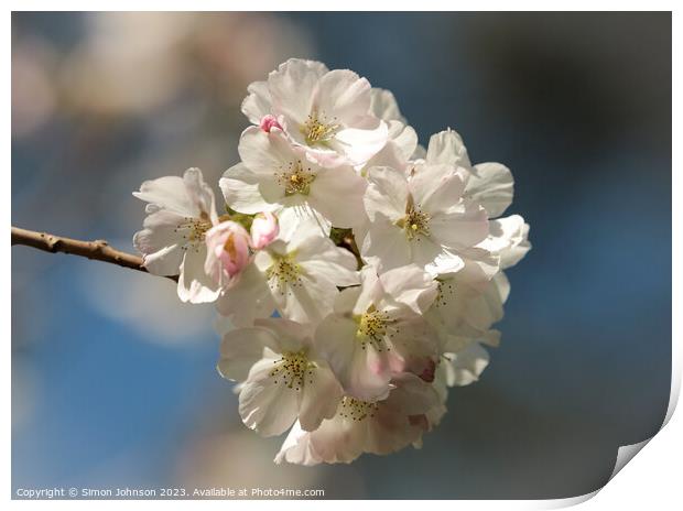 White Cherry Blossom  Print by Simon Johnson