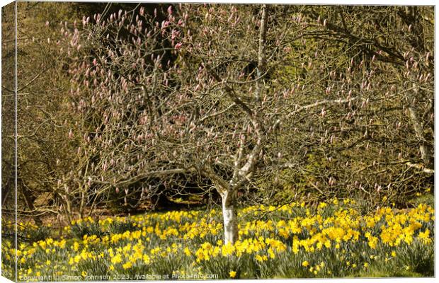 Daffodils and magnolias  Canvas Print by Simon Johnson
