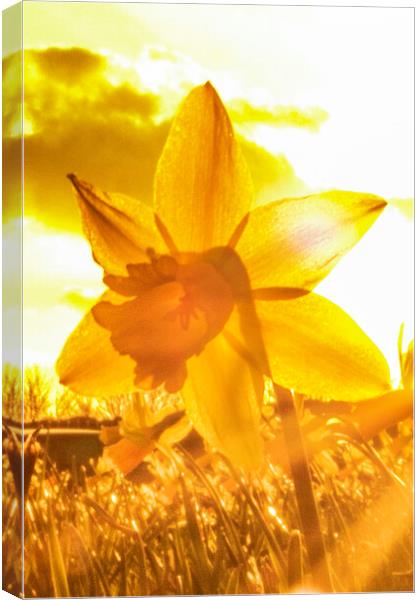 Sun Kissed Daffodil  Canvas Print by Glen Allen