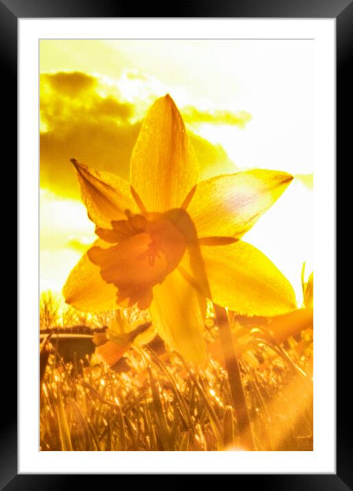 Sun Kissed Daffodil  Framed Mounted Print by Glen Allen