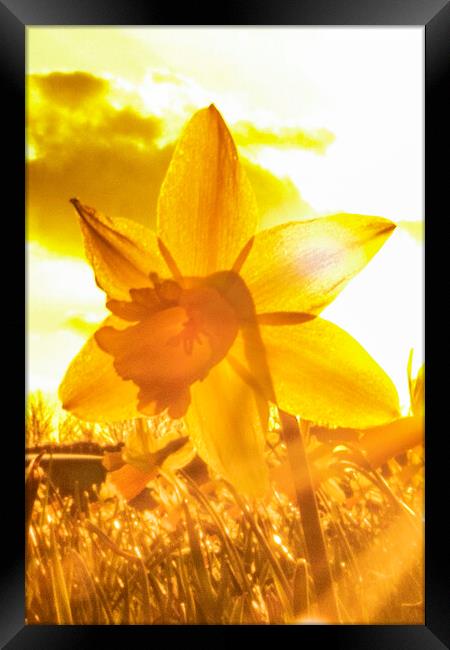 Sun Kissed Daffodil  Framed Print by Glen Allen