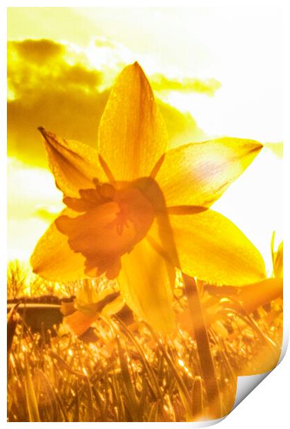 Sun Kissed Daffodil  Print by Glen Allen
