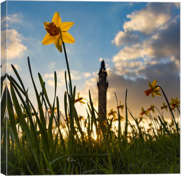 Wainhouse Tower and Daffodils 04 Canvas Print by Glen Allen