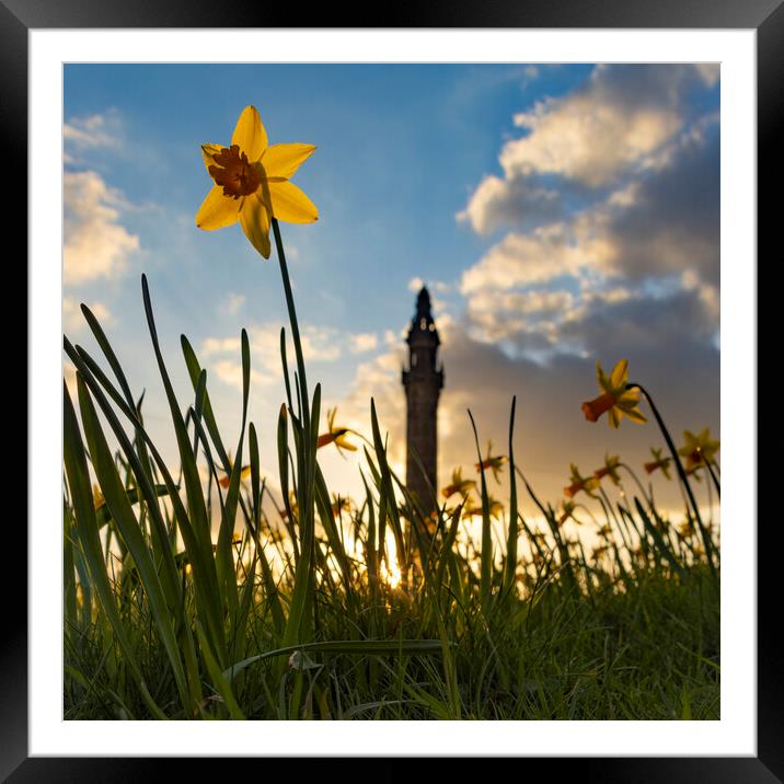 Wainhouse Tower and Daffodils 04 Framed Mounted Print by Glen Allen