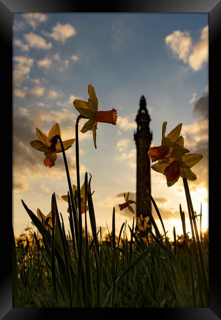 Wainhouse Tower and Daffodils 02 Framed Print by Glen Allen
