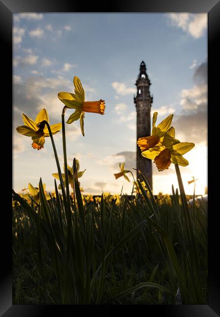 Wainhouse and Daffodils 01 Framed Print by Glen Allen