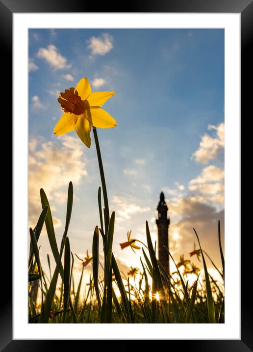 Wainhouse Tower and Daffodils 05 Framed Mounted Print by Glen Allen