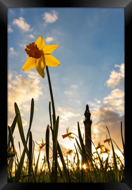 Wainhouse Tower and Daffodils 05 Framed Print by Glen Allen