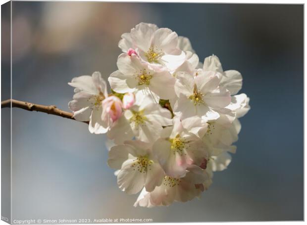 Cherry Blossoms  Canvas Print by Simon Johnson