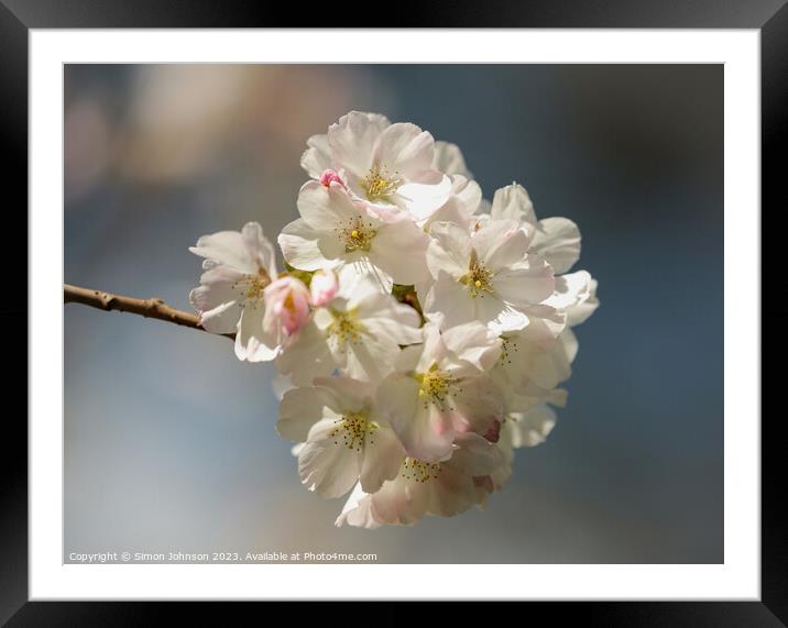 Cherry Blossoms  Framed Mounted Print by Simon Johnson