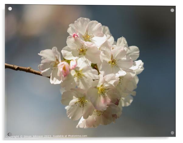 Cherry Blossoms  Acrylic by Simon Johnson