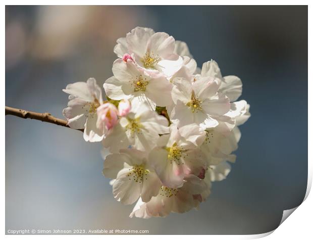 Cherry Blossoms  Print by Simon Johnson