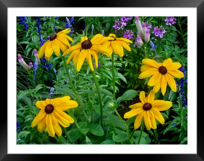 Brown-eyed Susans Framed Mounted Print by Stephanie Moore
