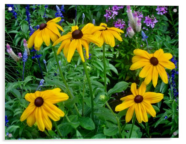 Brown-eyed Susans Acrylic by Stephanie Moore