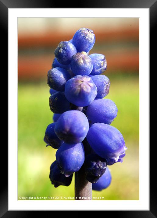 Grape Hyacinth (muscari armeniacum) Framed Mounted Print by Mandy Rice