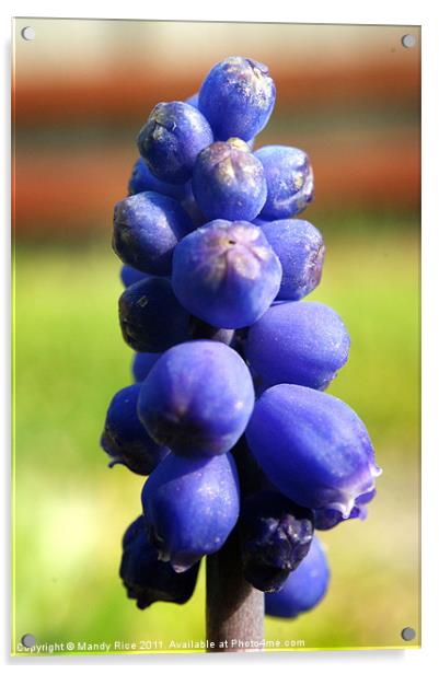 Grape Hyacinth (muscari armeniacum) Acrylic by Mandy Rice