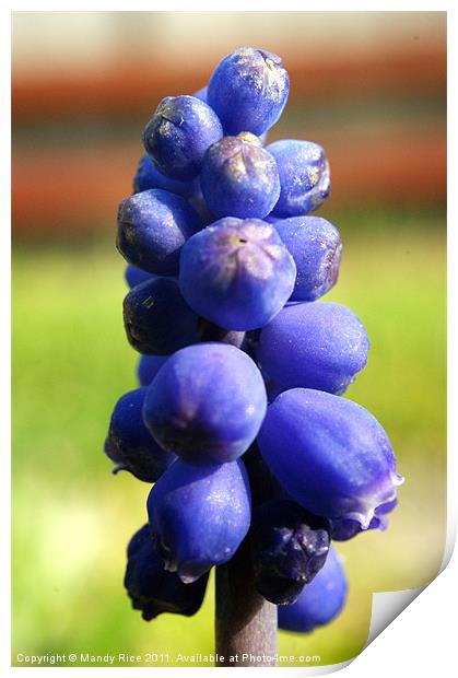 Grape Hyacinth (muscari armeniacum) Print by Mandy Rice