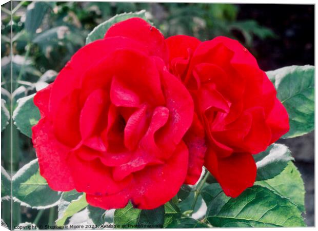Two red roses Canvas Print by Stephanie Moore