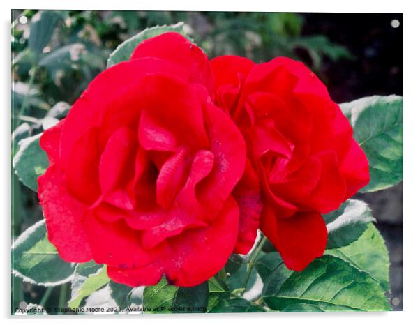 Two red roses Acrylic by Stephanie Moore