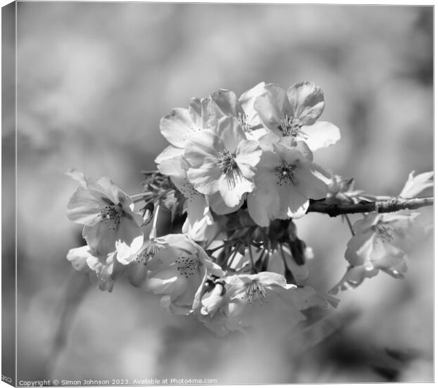 Cherry Blossom monochrome  Canvas Print by Simon Johnson