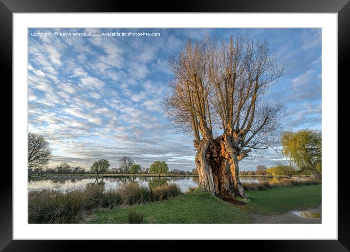 Giant old tree still alive after many many years Framed Mounted Print by Kevin White