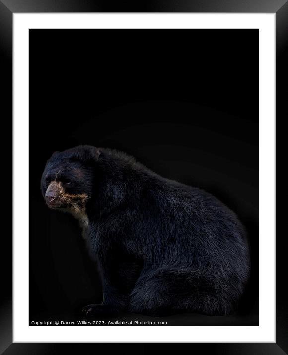 Andean Bear Portrait  Framed Mounted Print by Darren Wilkes