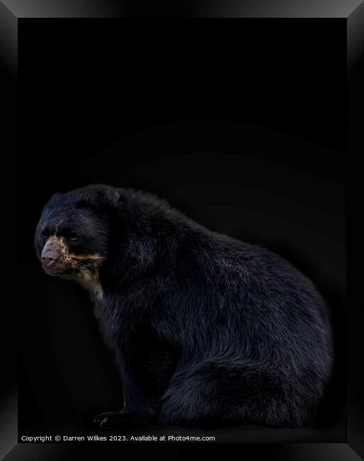 Andean Bear Portrait  Framed Print by Darren Wilkes