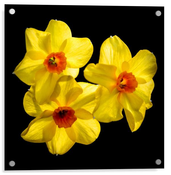 Radiant Spring Sunshine Acrylic by Jeremy Sage