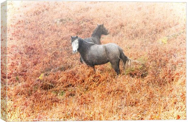Cornwall ponies Canvas Print by Jean Gill