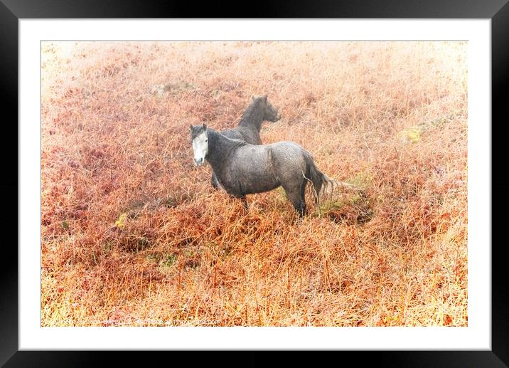 Cornwall ponies Framed Mounted Print by Jean Gill