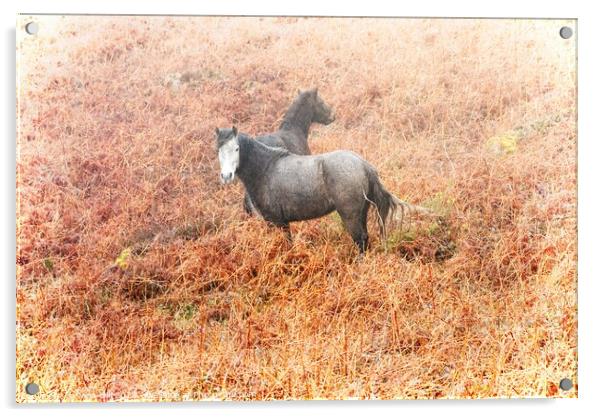 Cornwall ponies Acrylic by Jean Gill