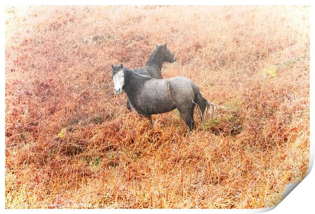 Cornwall ponies Print by Jean Gill
