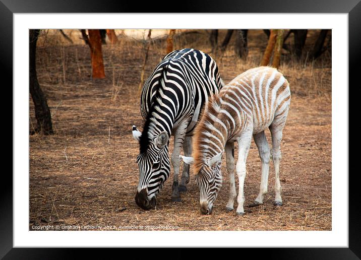 Zebras Framed Mounted Print by Graham Lathbury