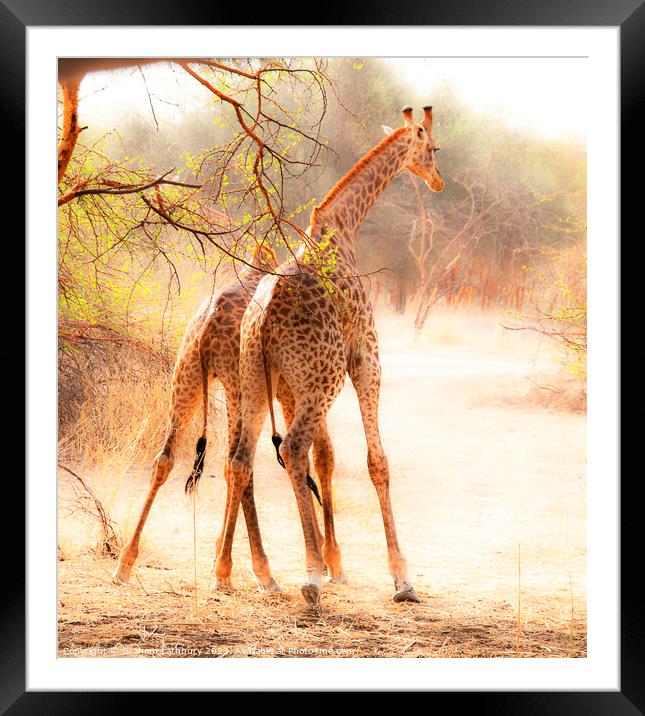 "Jousting Giraffes" Framed Mounted Print by Graham Lathbury