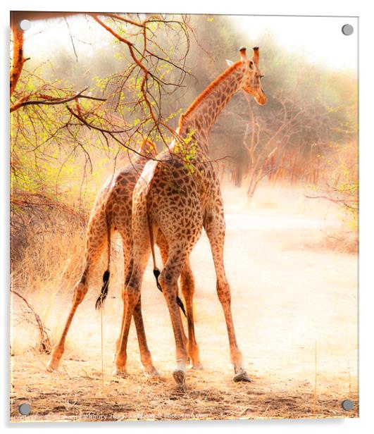 "Jousting Giraffes" Acrylic by Graham Lathbury