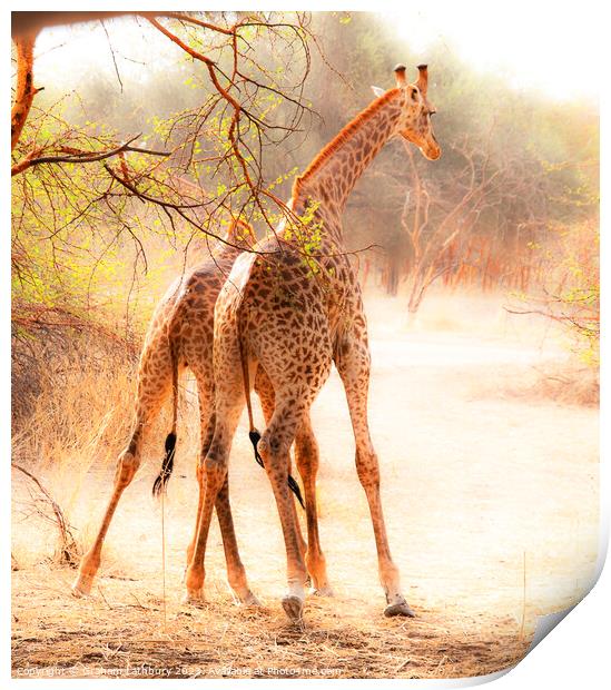 "Jousting Giraffes" Print by Graham Lathbury