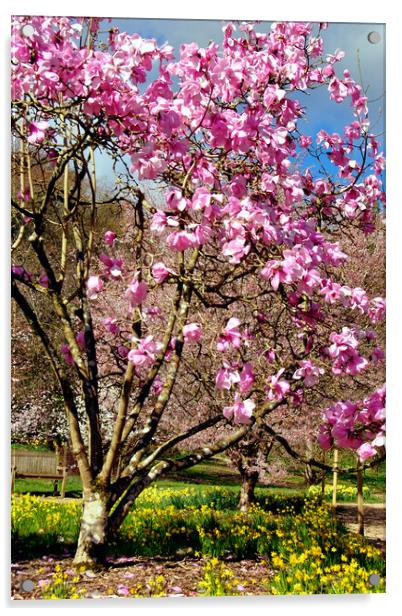 Magnolia Tree Batsford Arboretum Cotswolds UK Acrylic by Andy Evans Photos