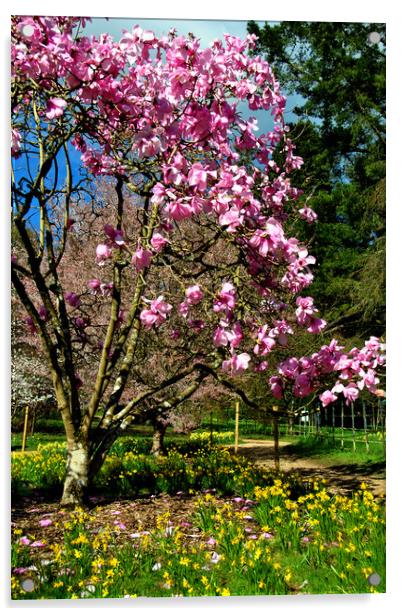 Magnolia Tree Batsford Arboretum Cotswolds UK Acrylic by Andy Evans Photos