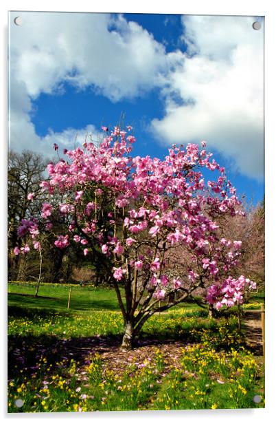 Magnolia Tree Batsford Arboretum Cotswolds UK Acrylic by Andy Evans Photos