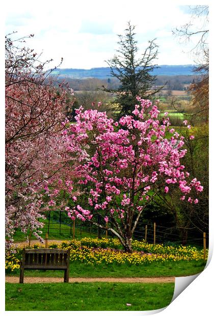 Magnolia Tree Batsford Arboretum Cotswolds UK Print by Andy Evans Photos